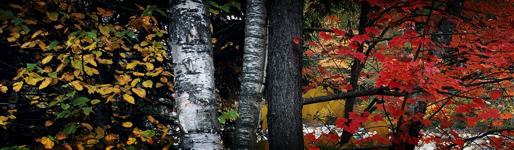 Forest and field