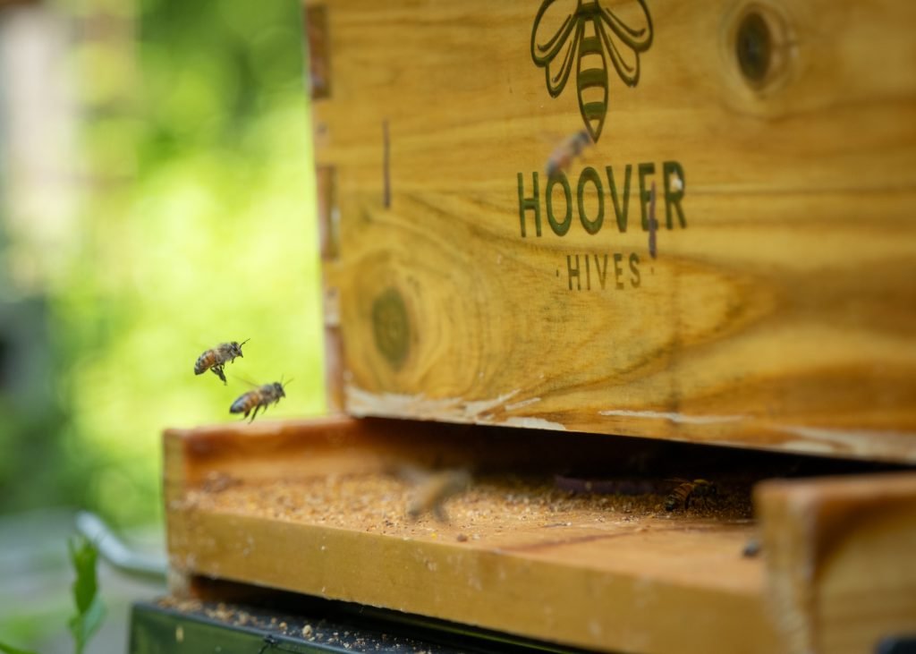 Honeybee at Dark Hollow