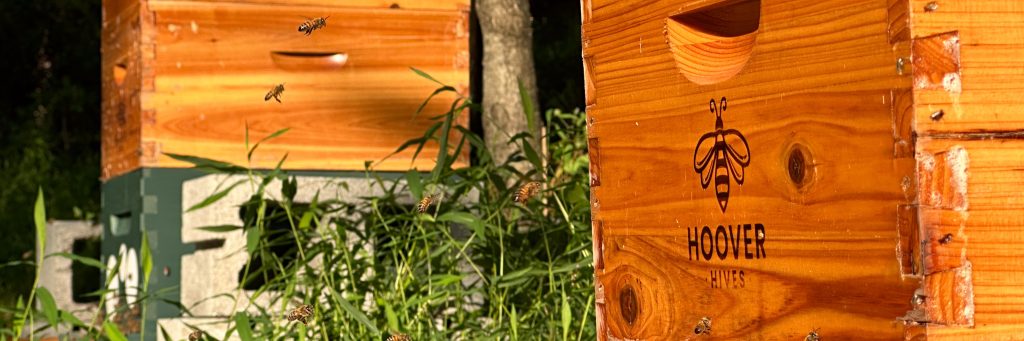Honeybees at Dark Hollow