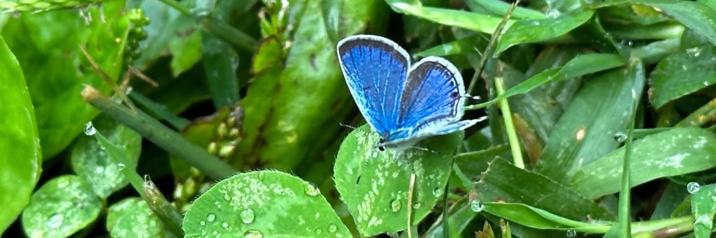 A butterfly at Dark Hollow