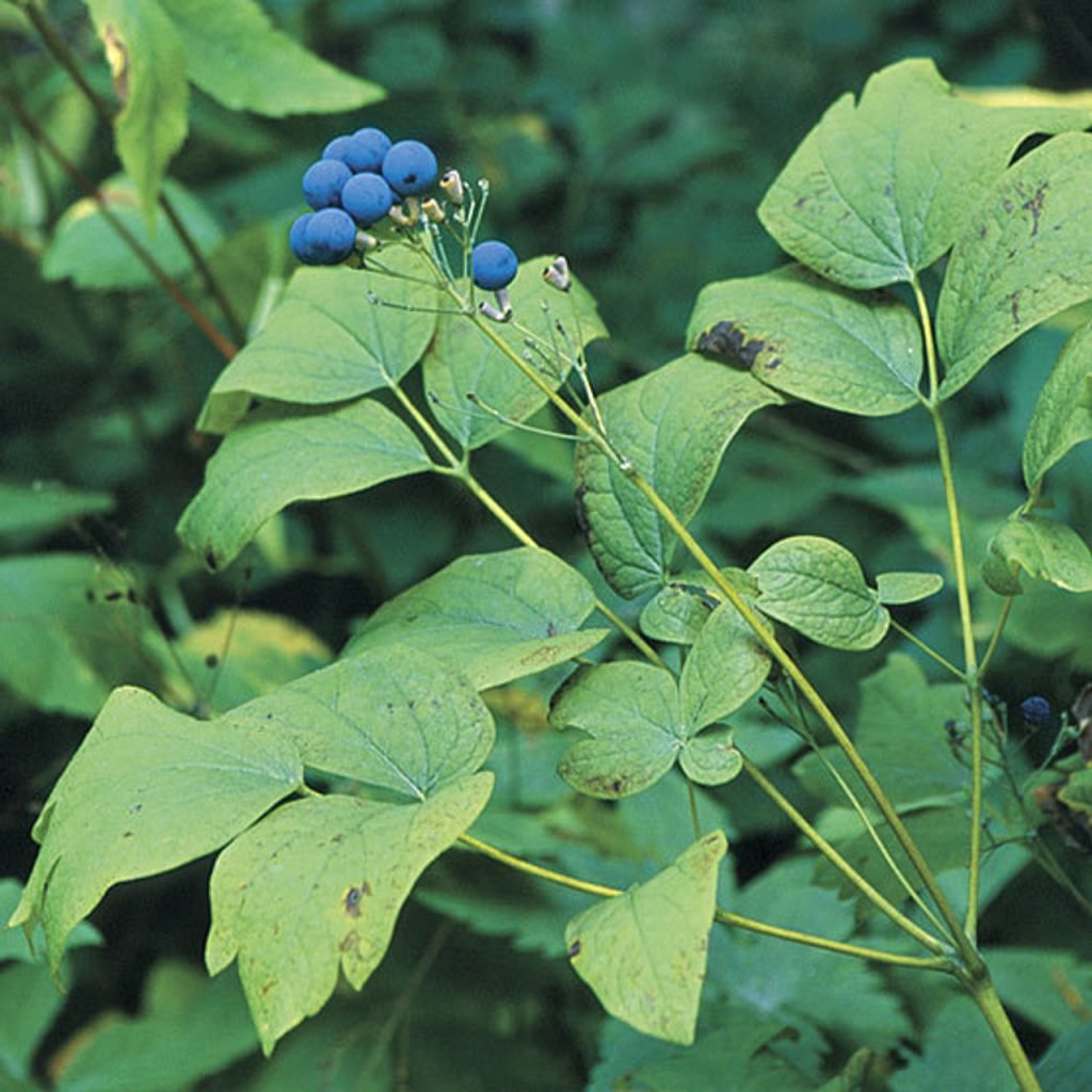 Blue cohosh