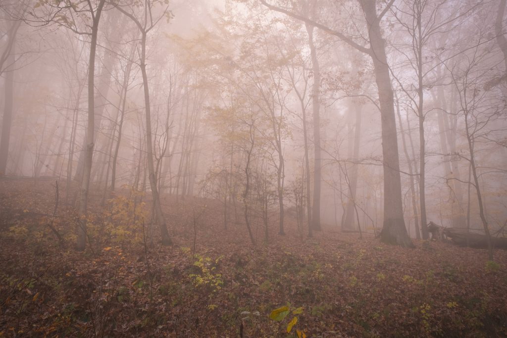 Fog over Dark Hollow