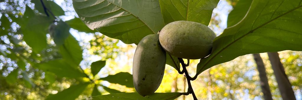 Pawpaws at Dark Hollow