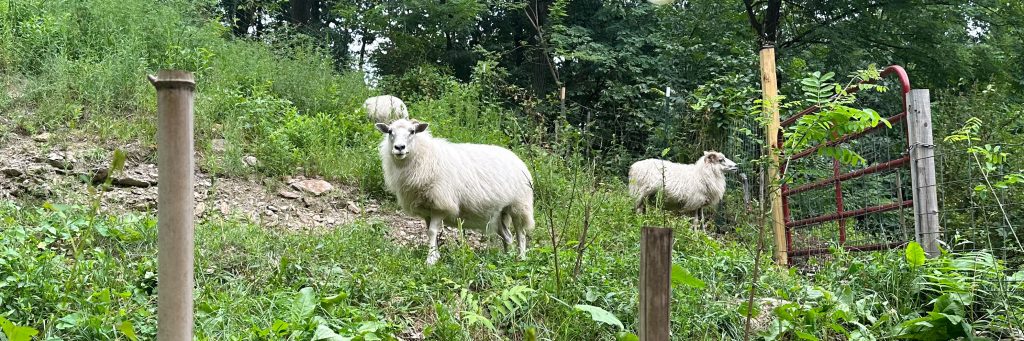 Icelandic sheep at Dark Hollow