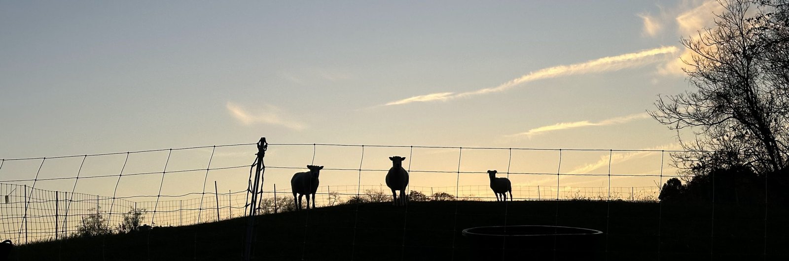 Sheep in the landscape at Dark Hollow