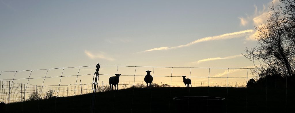 Icelandic sheep at Dark Hollow