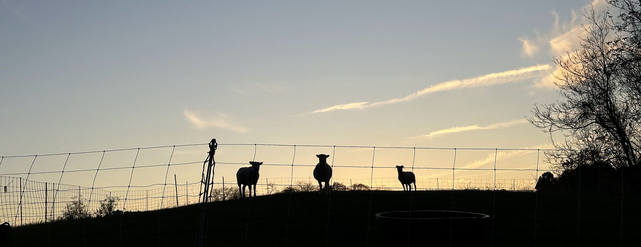 Icelandic sheep at Dark Hollow