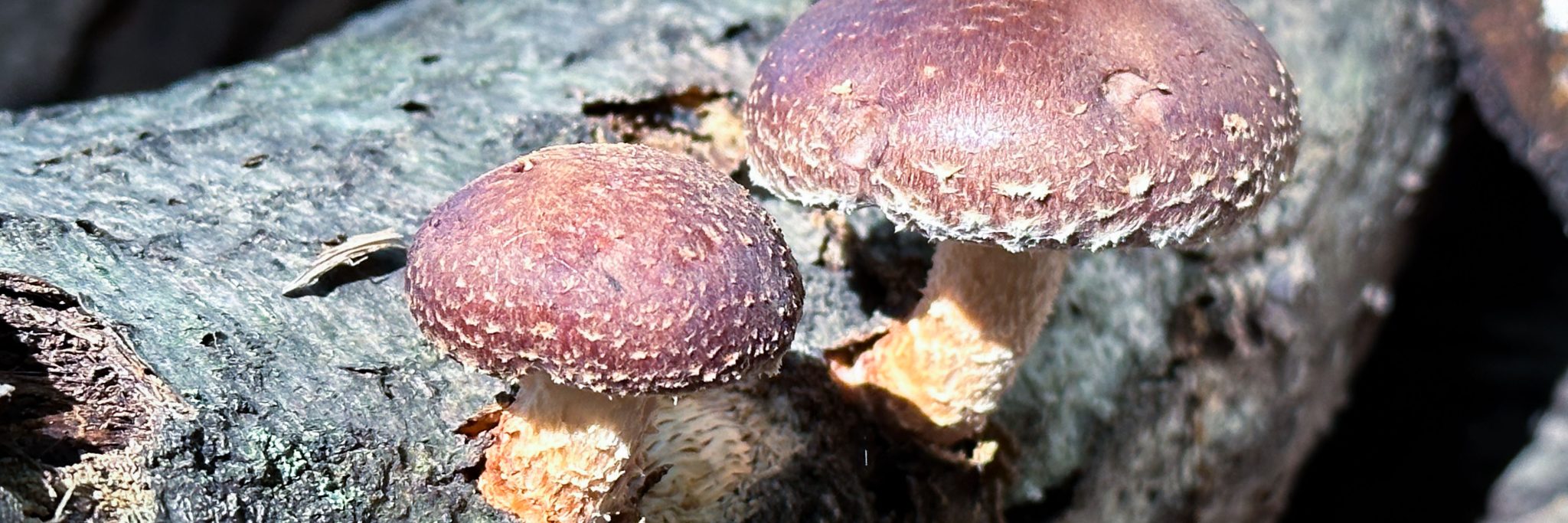 shiitake