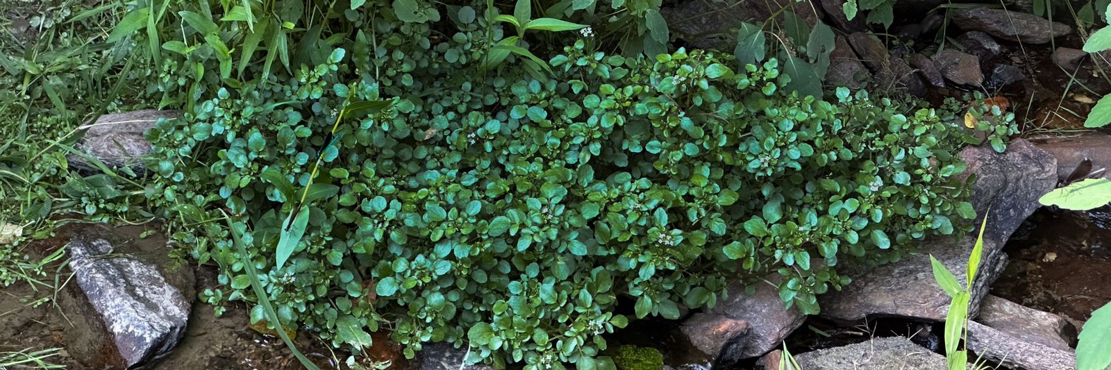 Water moving through watercress at Dark Hollow