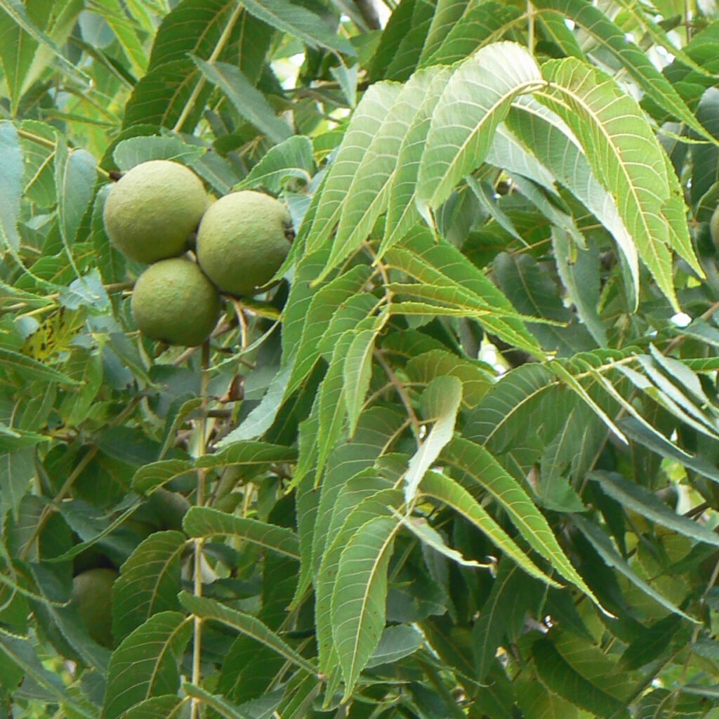 Black walnut leaves and nuts on a tree