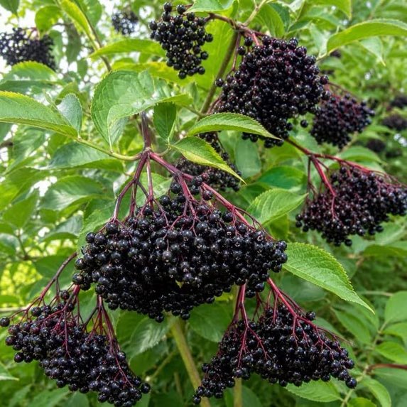 Large clusters of berries hang off of an American Elderberry shrub.