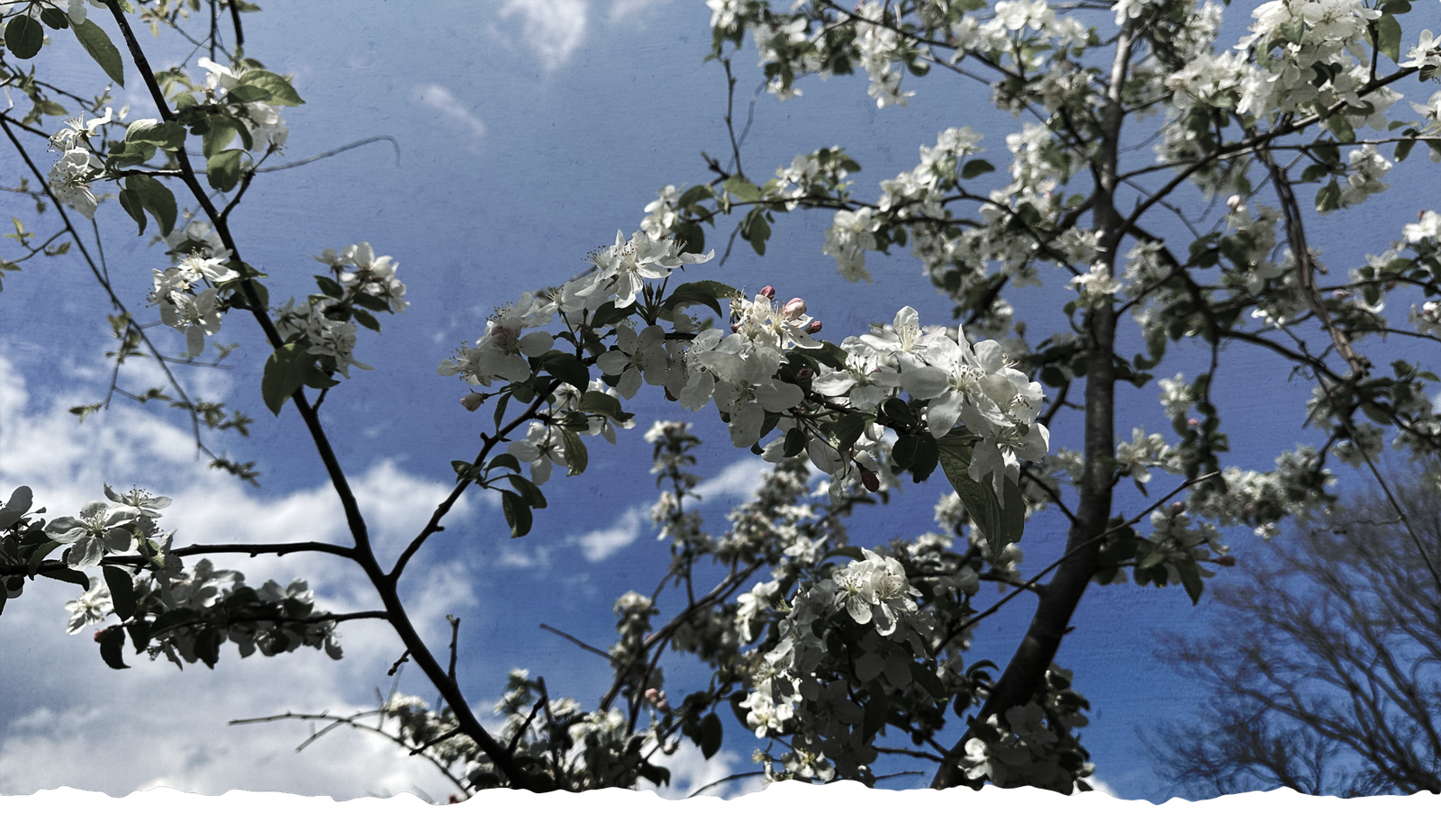 Apple blossoms at Dark Hollow