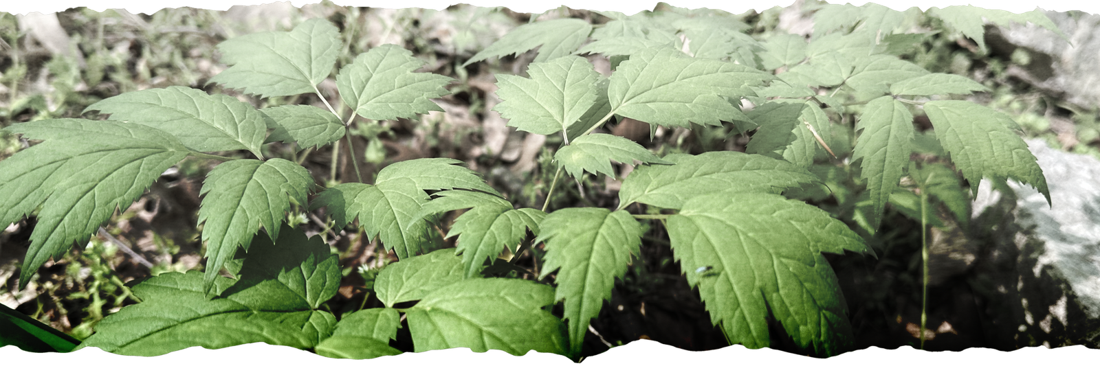Black cohosh in the woodland at Dark Hollow