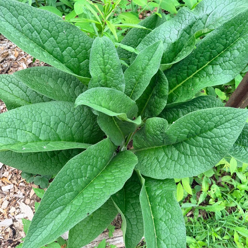 a large comfrey plant from above, dark green with leaves radiating outward