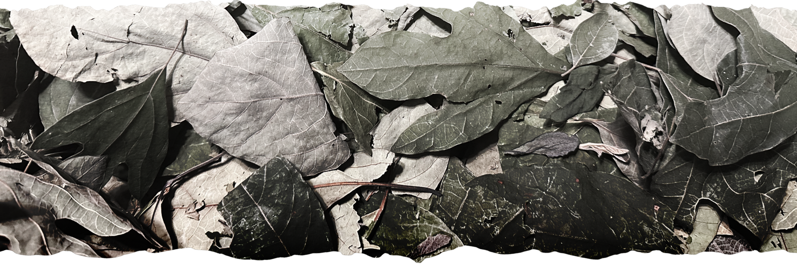 Dried sassafras leaves prepared for gumbo filé