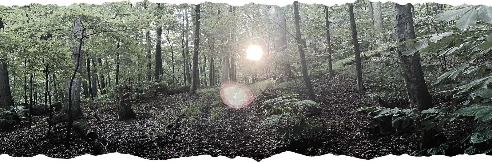 Forest floor at Dark Hollow