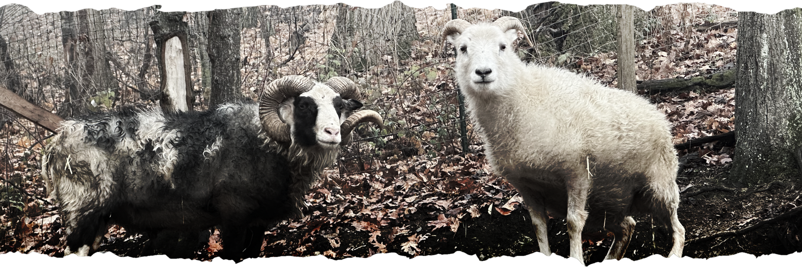 Icelandic sheep at Dark Hollow
