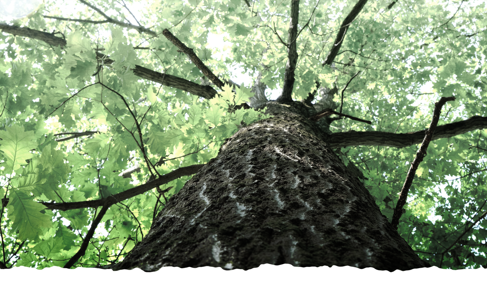 A great oak at Dark Hollow Biodynamic