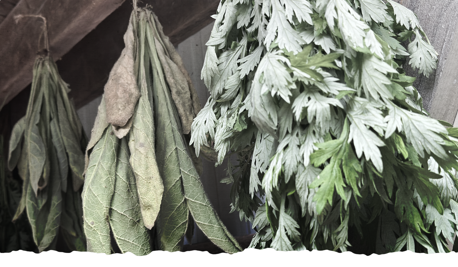 Herbs drying at Dark Hollow