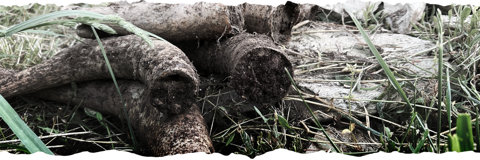 Biodynamic preparation horns at Dark Hollow