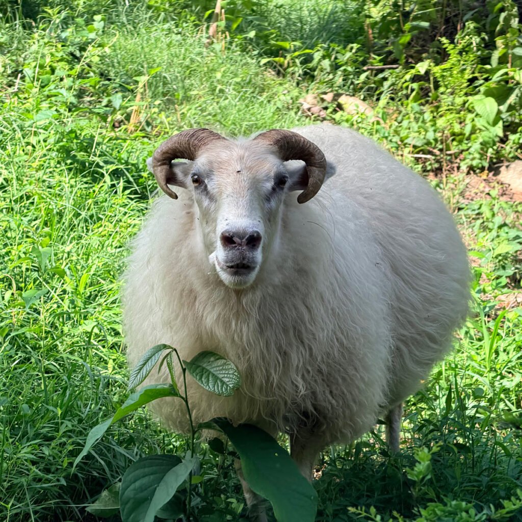 An Icelandic sheep browses the grassy woodland in Pennsylvania
