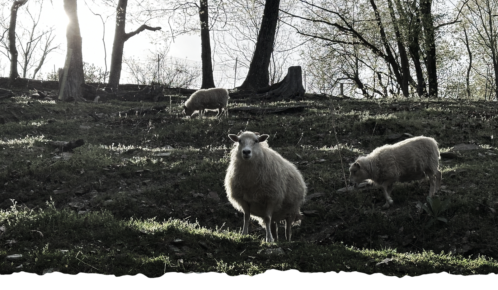 Icelandic sheep at Dark Hollow
