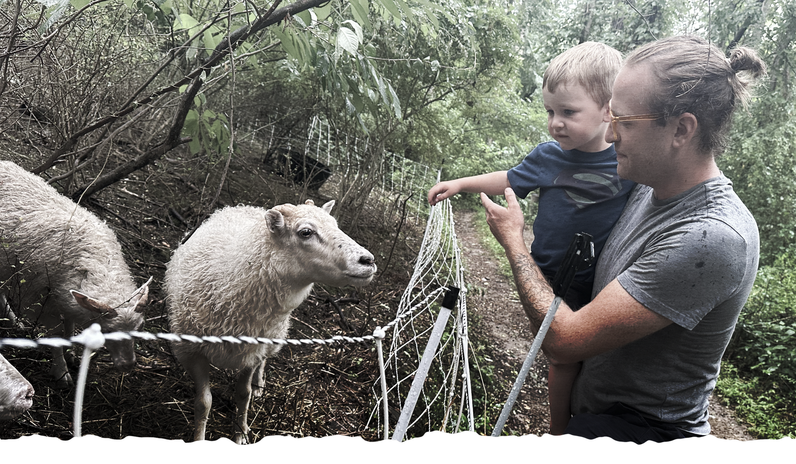 Icelandic sheep at Dark Hollow