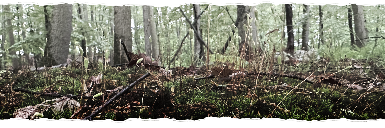 Moss on the forest floor at Dark Hollow