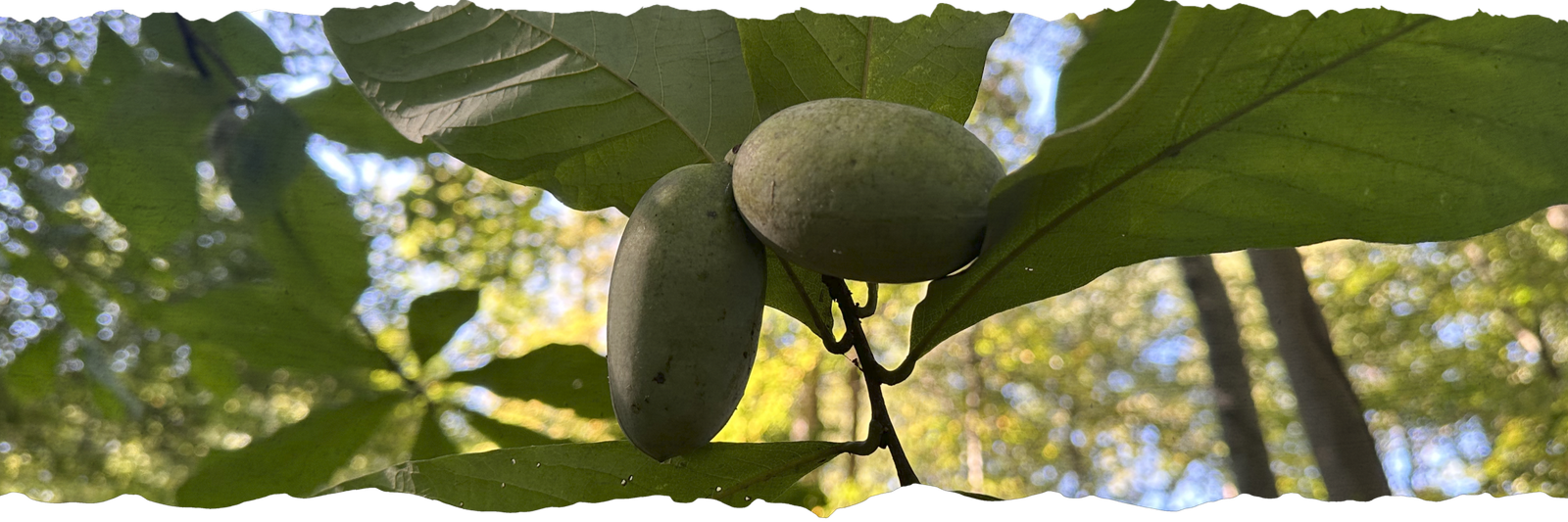 Pawpaw at Dark Hollow