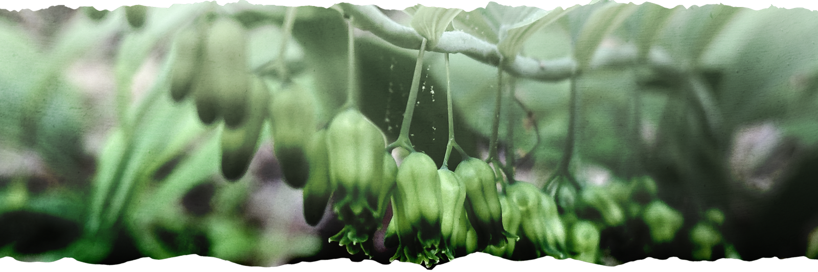 Solomon's seal buds at Dark Hollow