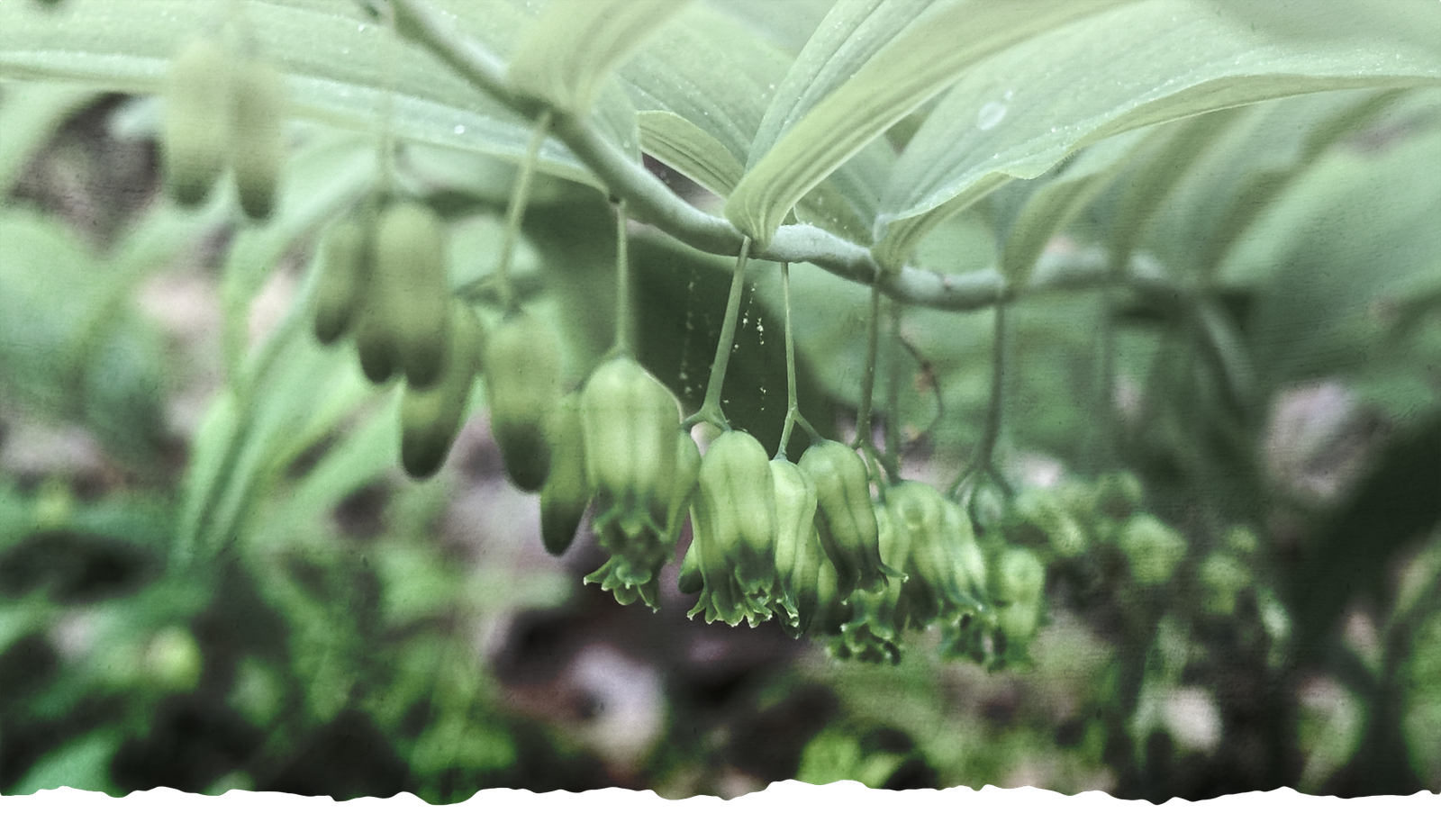 Solomon's seal at Dark Hollow