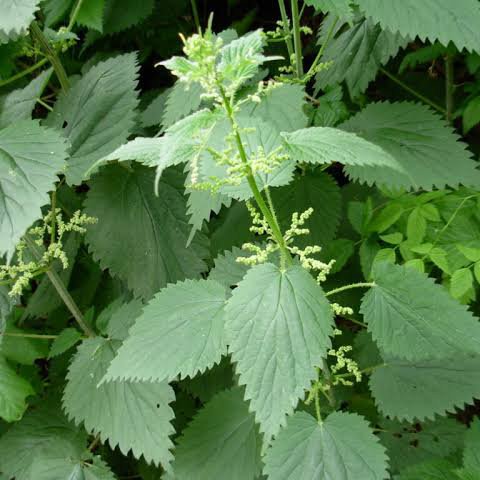 Stinging nettle with seeds in a patch