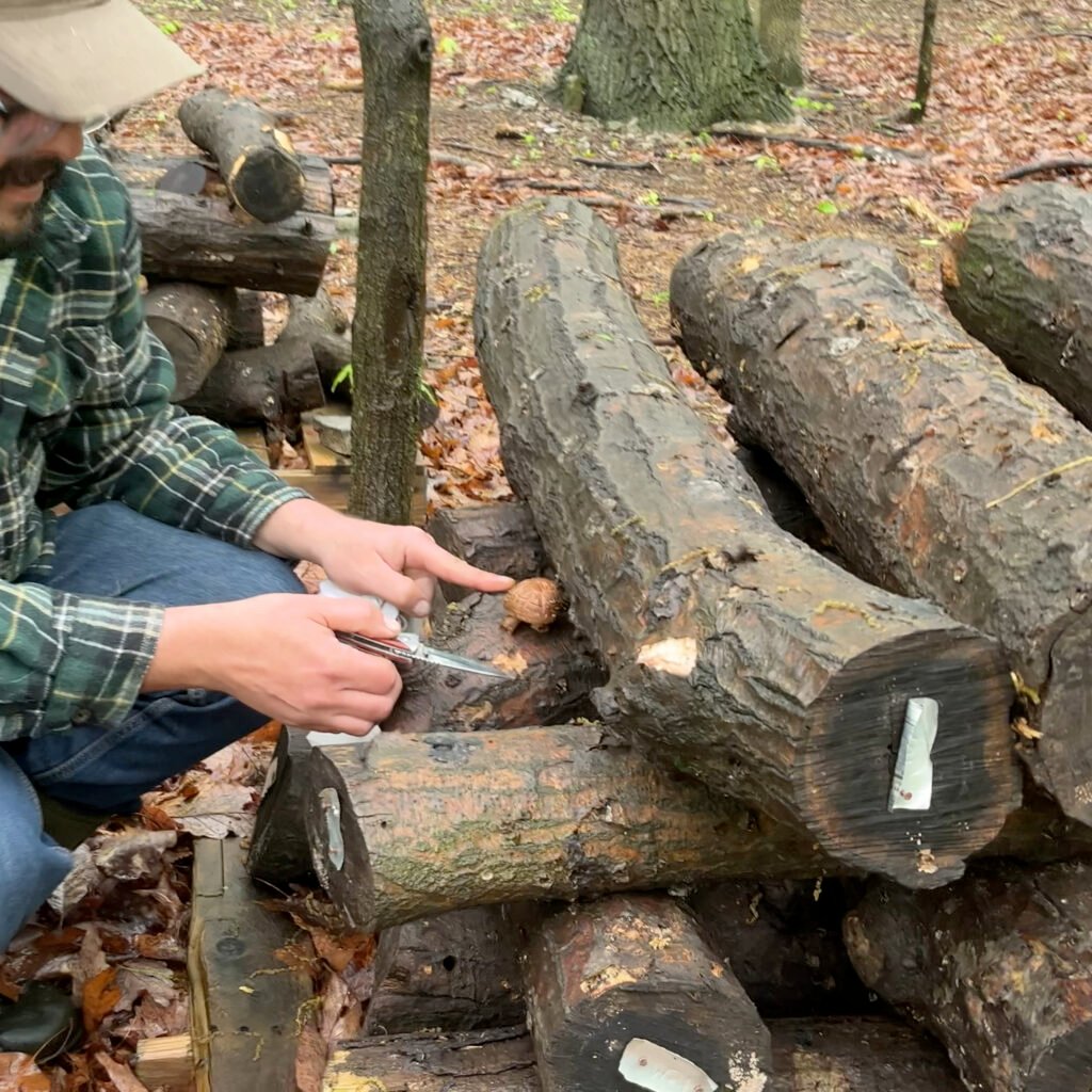 allen clements is harvesting a shiitake mushroom from stacked oak logs at dark hollow biodynamic farmstead
