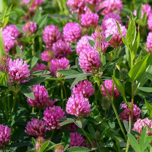 A group of flowering red clover plants in a field