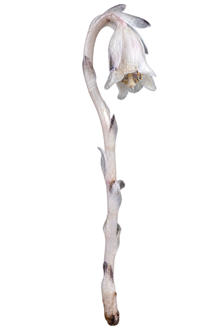 A single stalk of Ghost Pipe on a transparent background