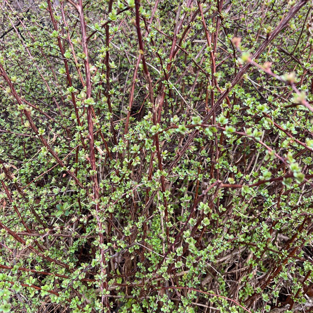 A thicket of Japanese Barberry plants with purple stems and green leaves