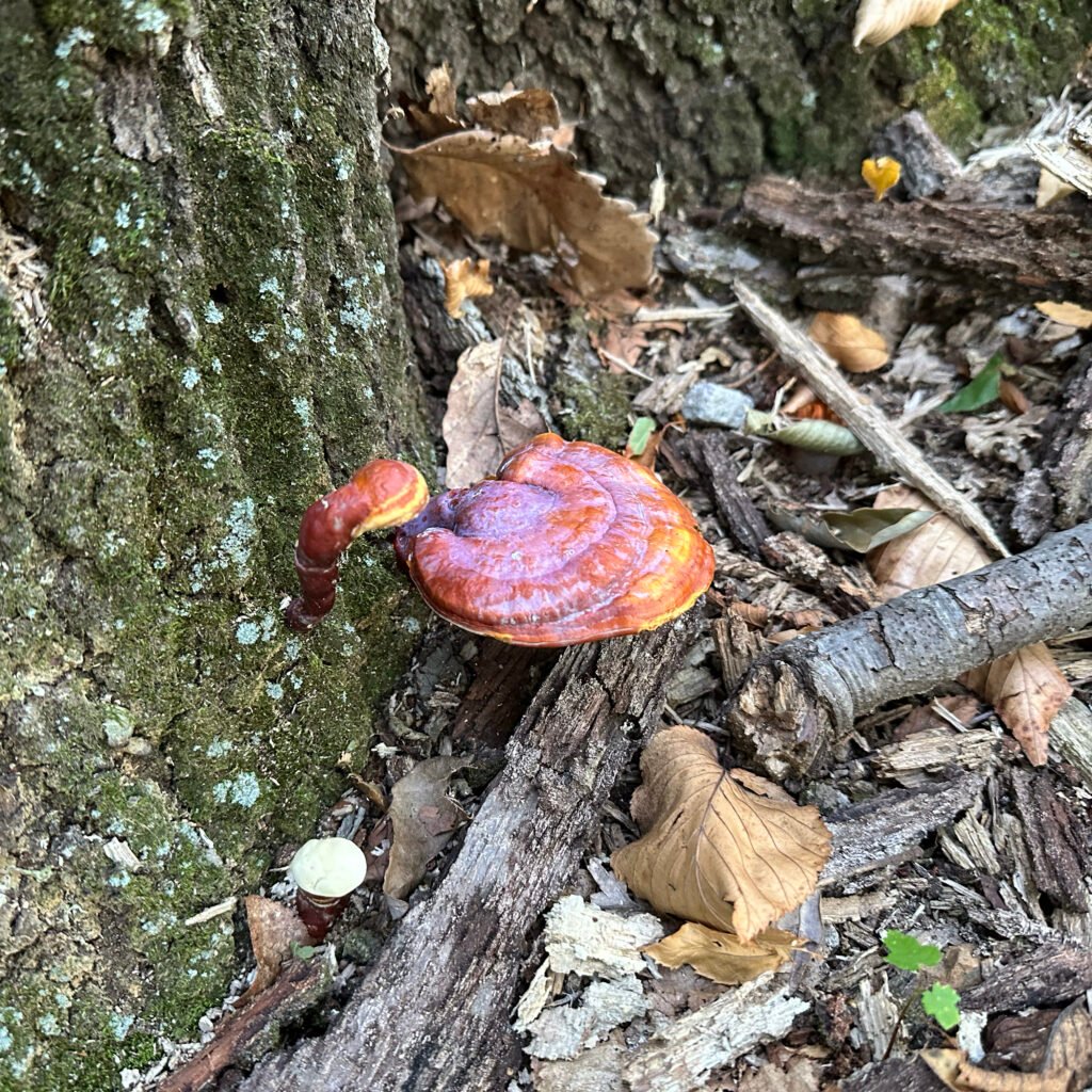 Reishi mushrooms growing from a tree in the forest at dark hollow biodynamic