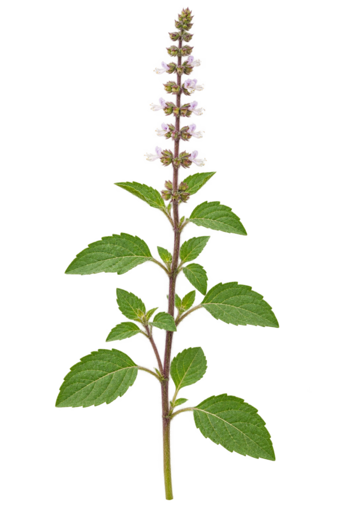 Single holy basil stalk with leaves and flower spike