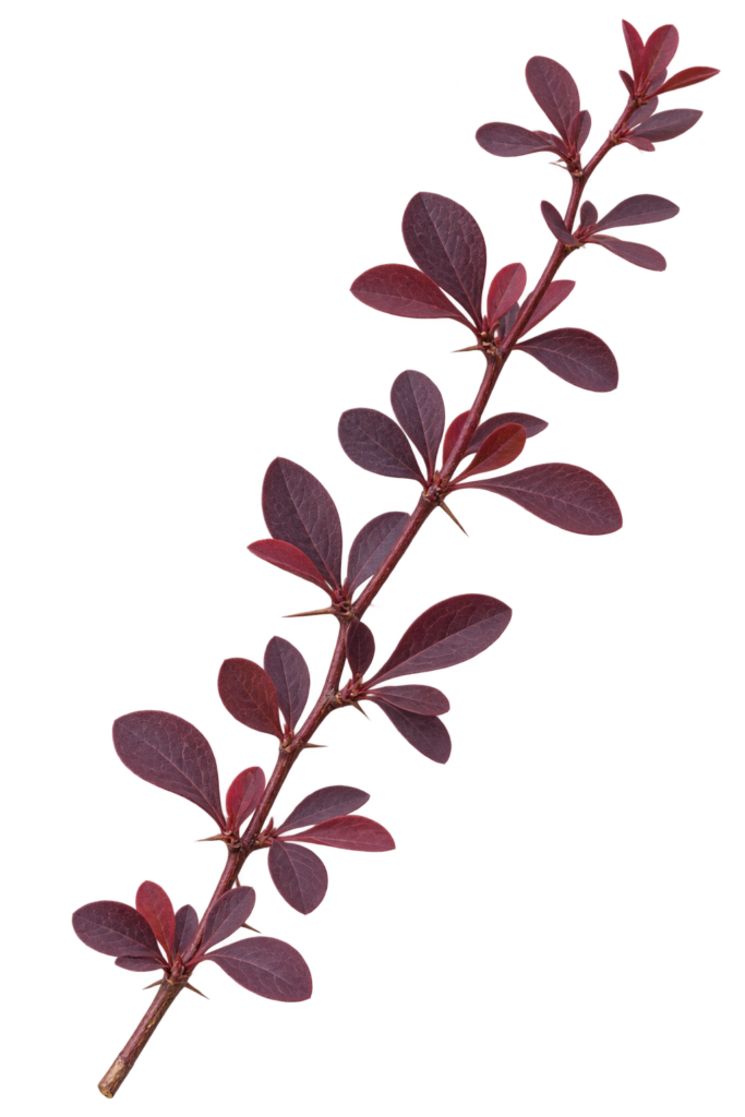 Japanese barberry twig with purple foliage