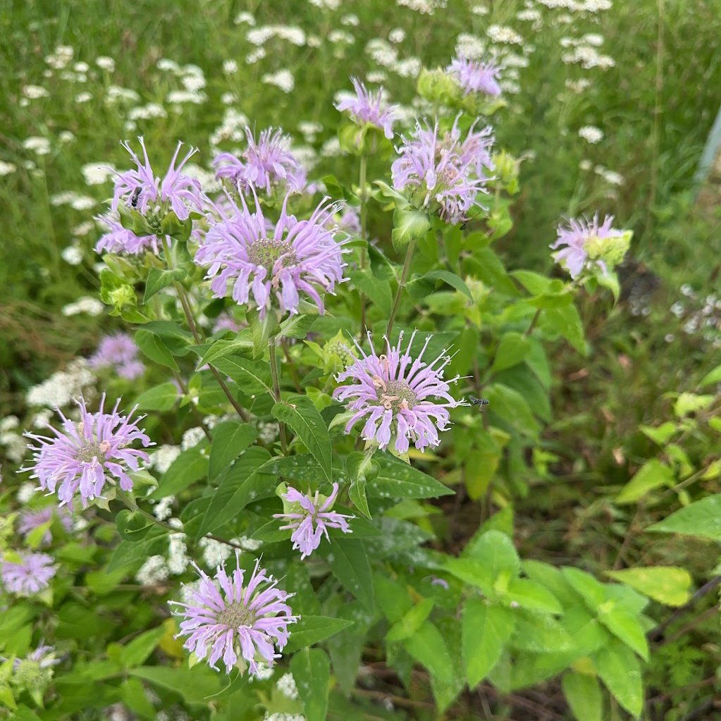 Wild bergamot flowers in a field at dark hollow biodynamic