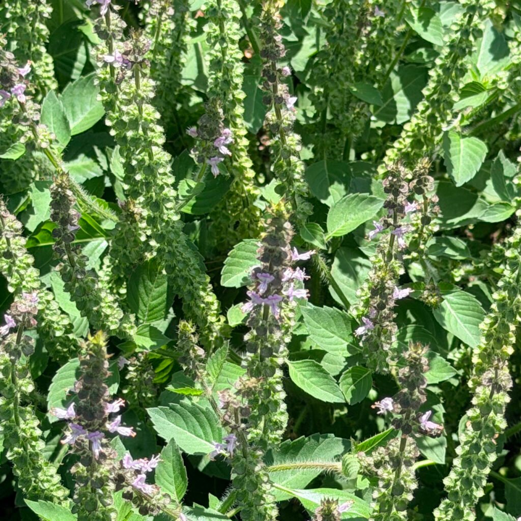 Holy basil growing in the garden