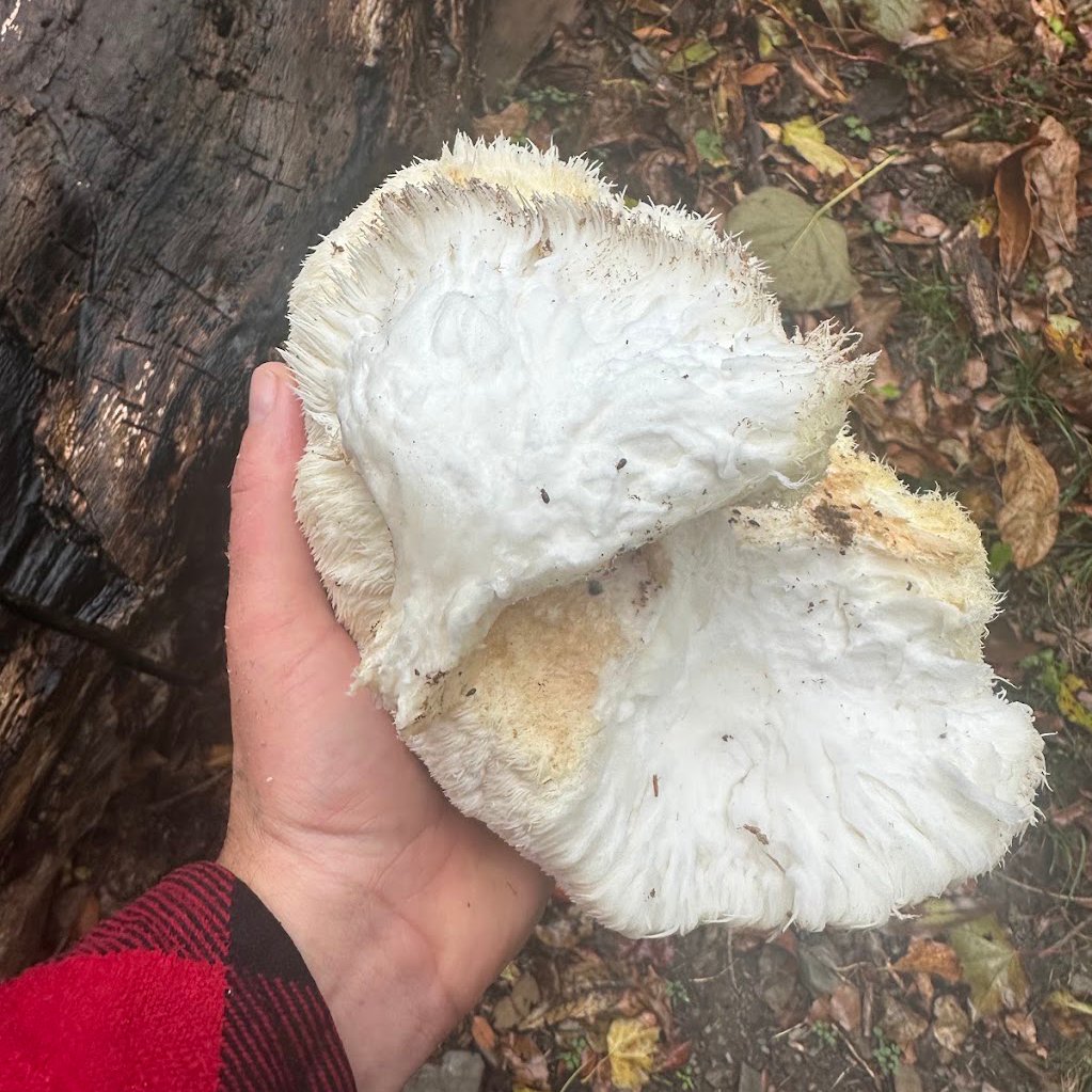 A hand holds a lions mane specimen above a forest floor and the log from which it was harvested
