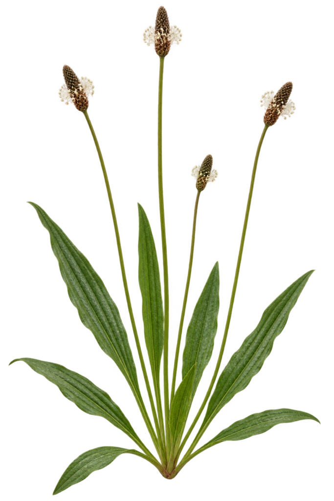 single bunch of long leaf plantain with seedheads