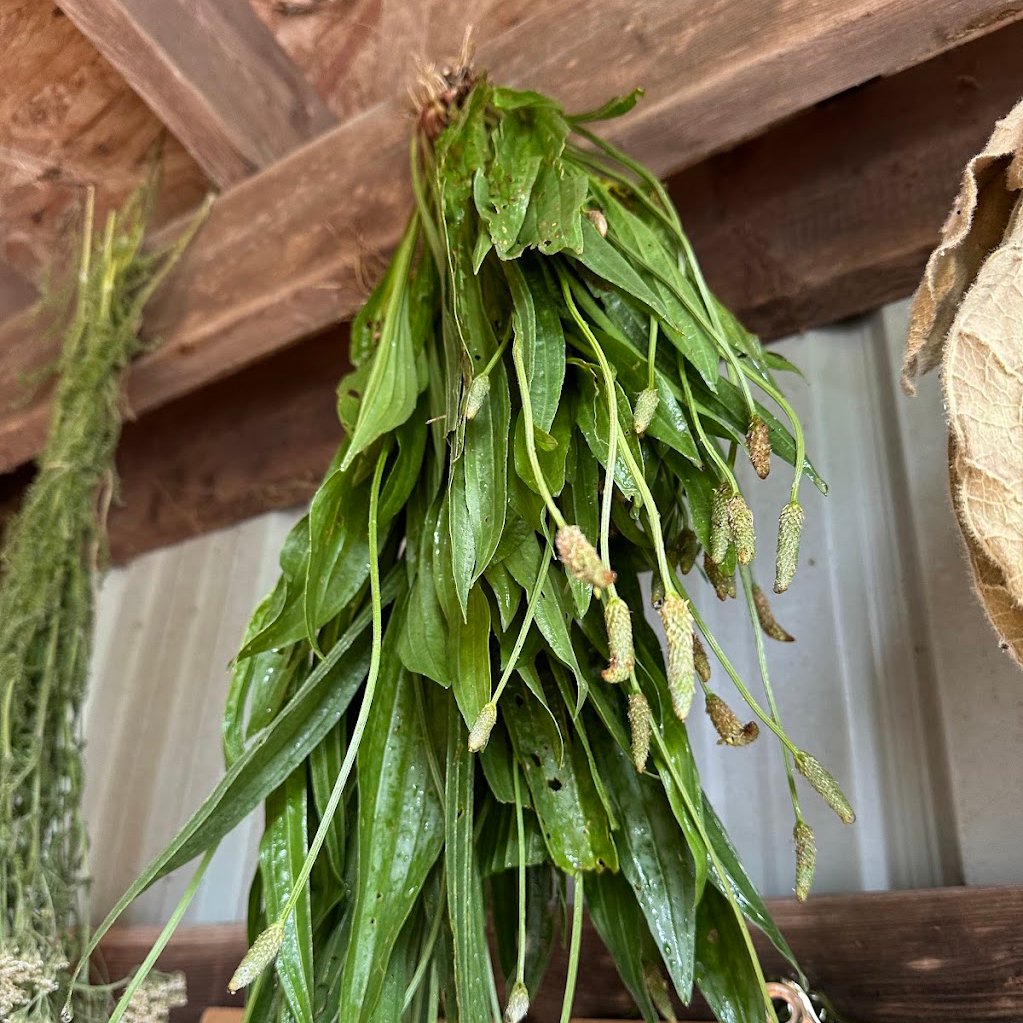 long leaf plantain hangs to dry in a barn at dark hollow biodynamic