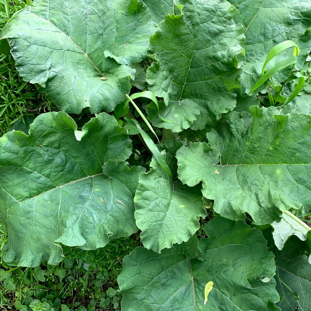 Mature rhubarb plant in garden showing its large green leaves
