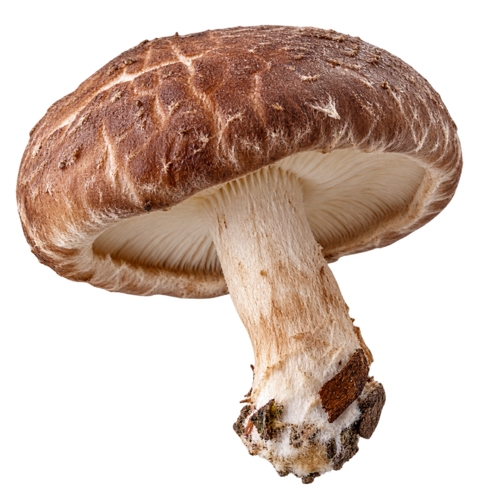 a single shiitake mushroom on transparent background