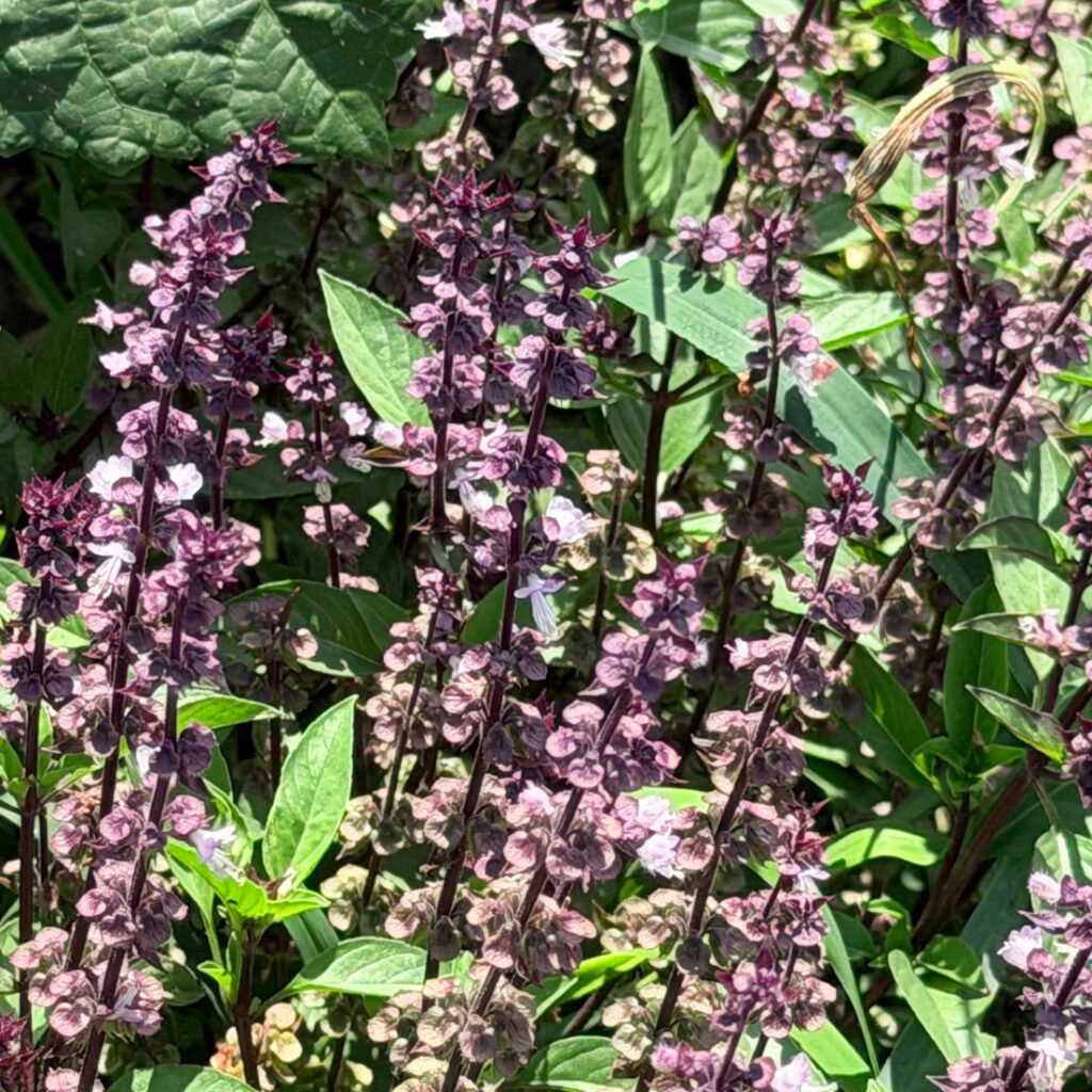 Thai basil growing in the garden