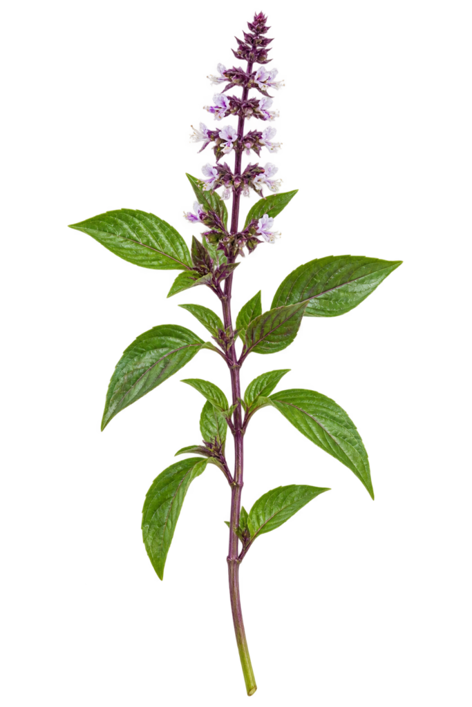 Single Thai basil stalk with leaves and flowers
