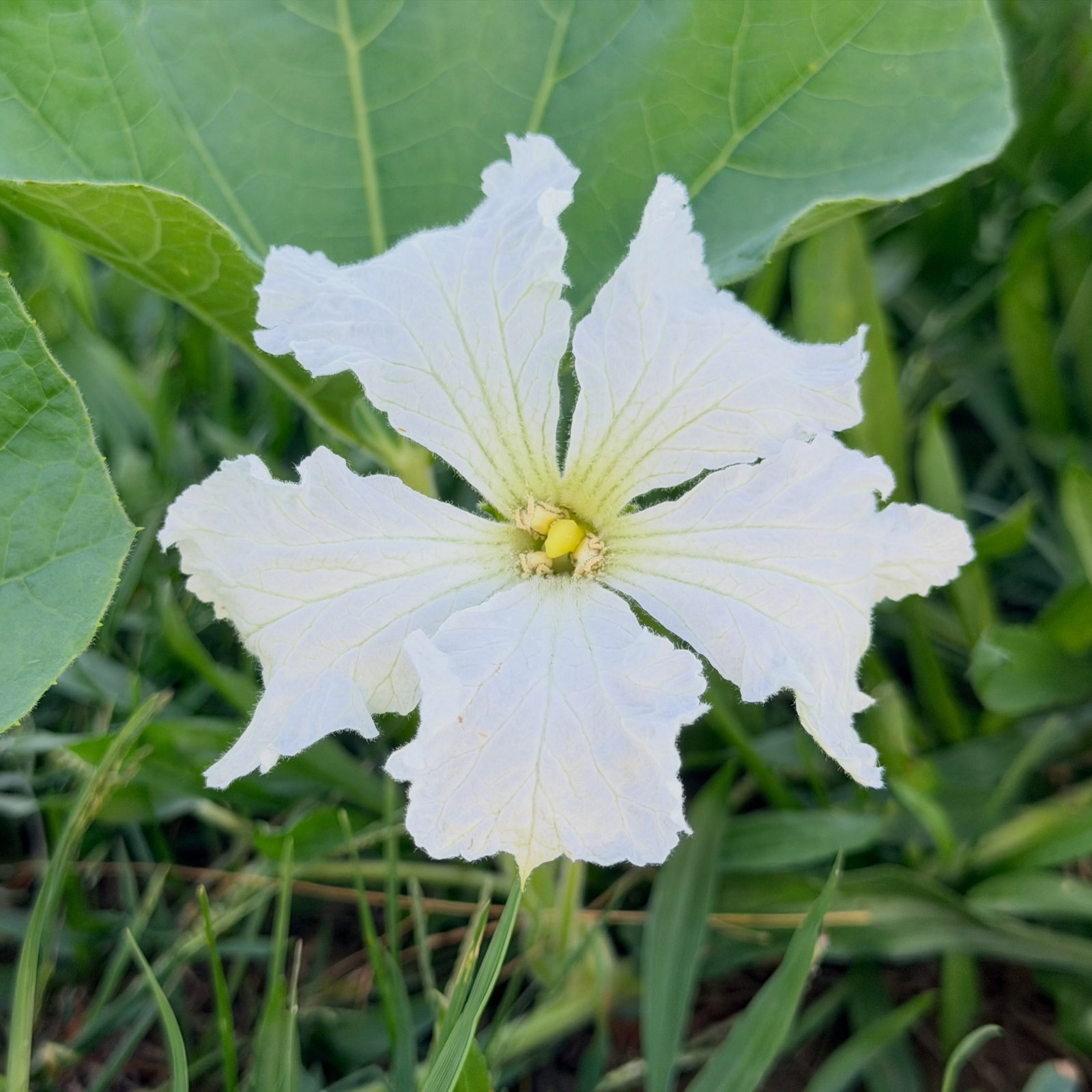 Squash flower. Gorgeous!!
