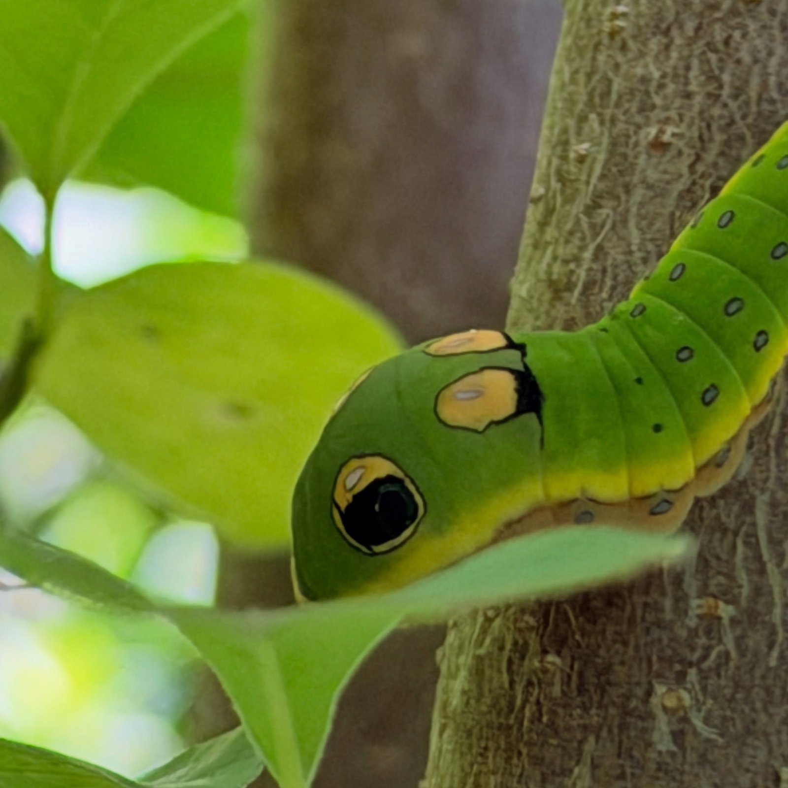 Spicebush swallowtail?!
